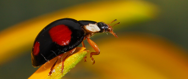 LUHNS - Headergrafik